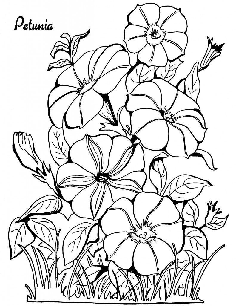 791x1024 Adult Coloring Page Petunias Graphics Fairy, Adult Coloring