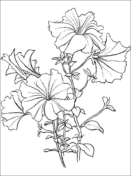 560x750 Coloring Page Fir Petunia Petunia Coloring And Printable Page