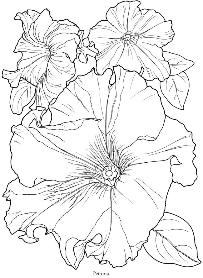 650x887 Petunia Art Patterns Dover Publications, Petunias