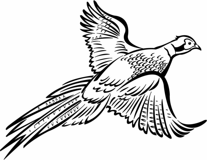 800x619 Free Coloring Animals Coloring Pages For Printing