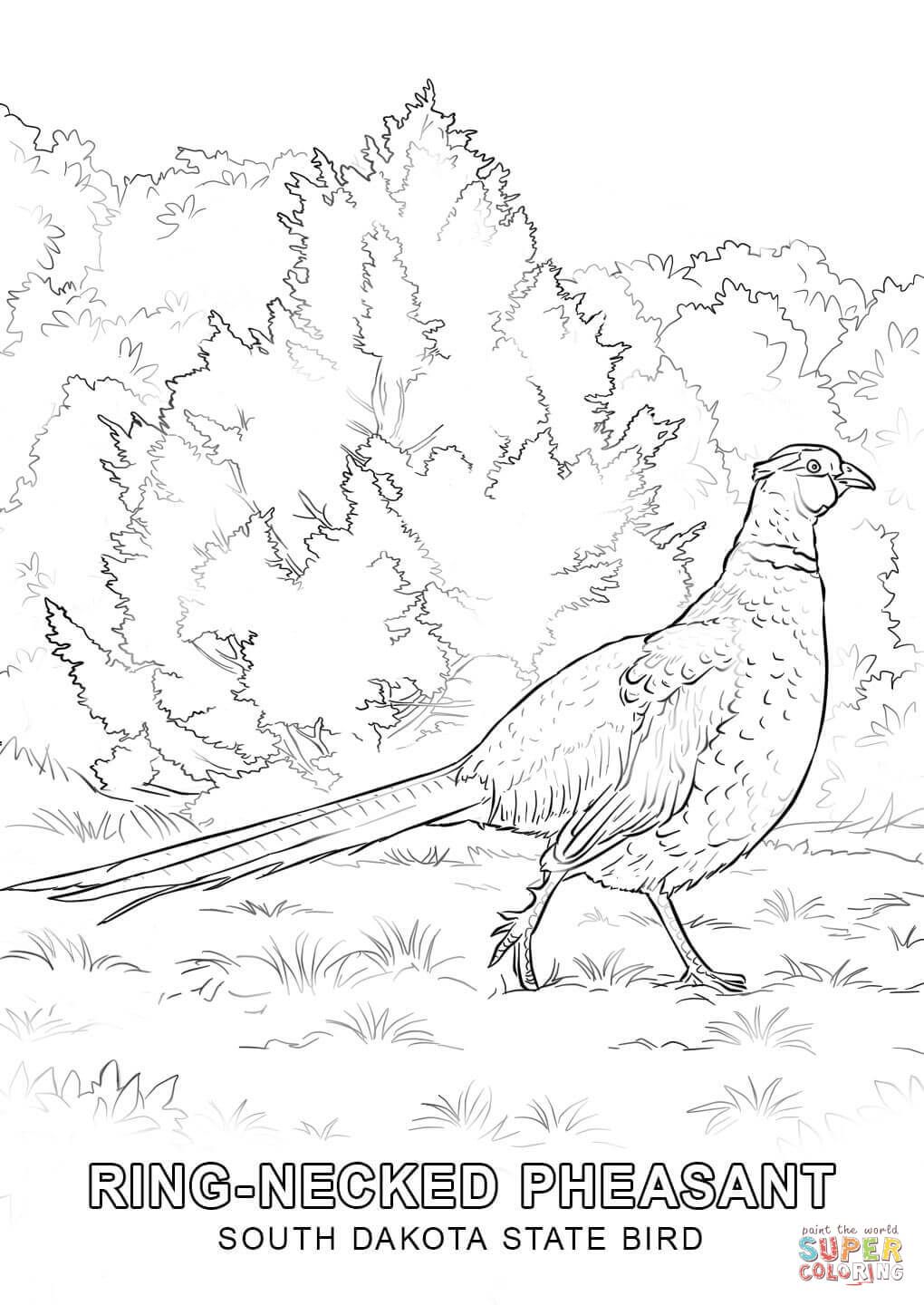 1020x1440 Image Result For South Dakota Pheasant Drawing South Dakota