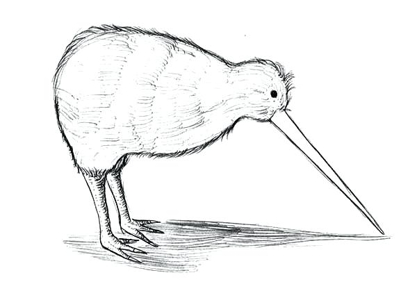 600x442 Kiwi Bird Coloring Page 5 Bird Coloring Page Instant Download