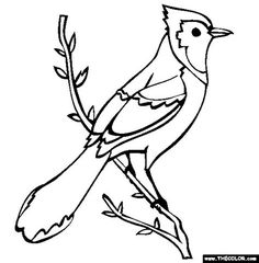 236x240 Pheasant Coloring Pages Bird Coloring Pages