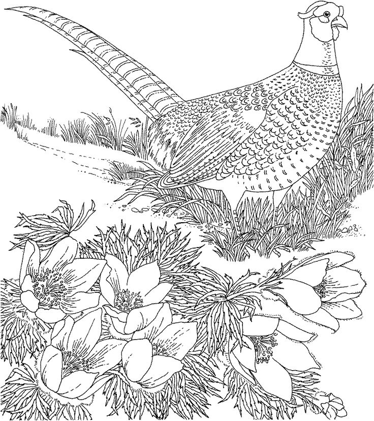736x828 43 Best Pheasants Images On Common Pheasant, Pheasant