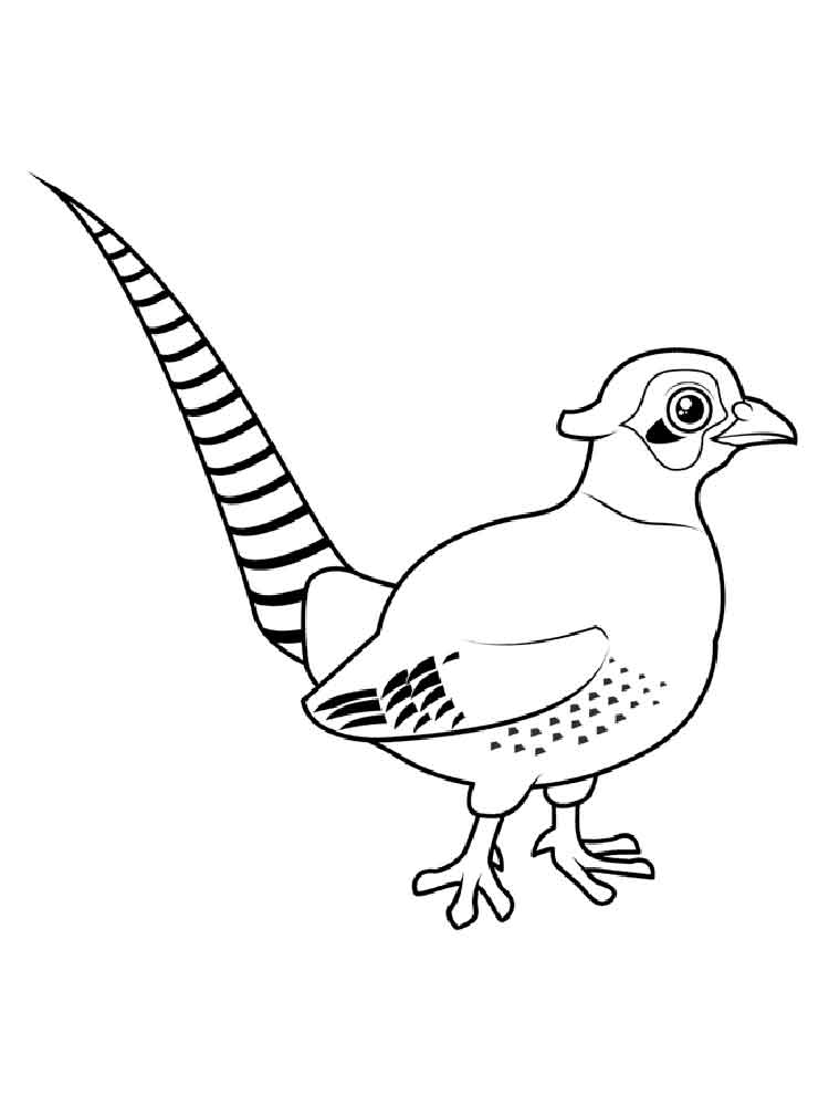 750x1000 Pheasant Coloring Pages. Download And Print Pheasant Coloring Pages