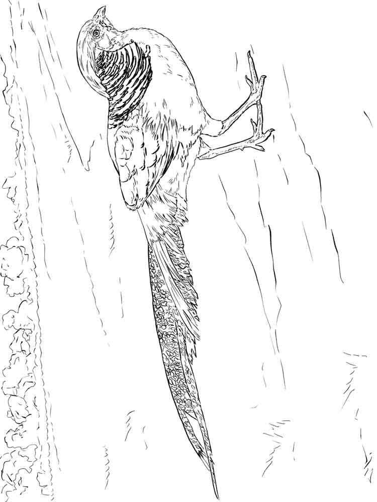 750x1000 Pheasants Birds Coloring Pages 6