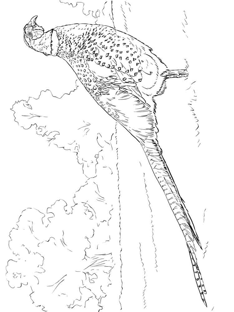 750x1000 Www Coloring Pages Best Of Pheasant Coloring Pages Download