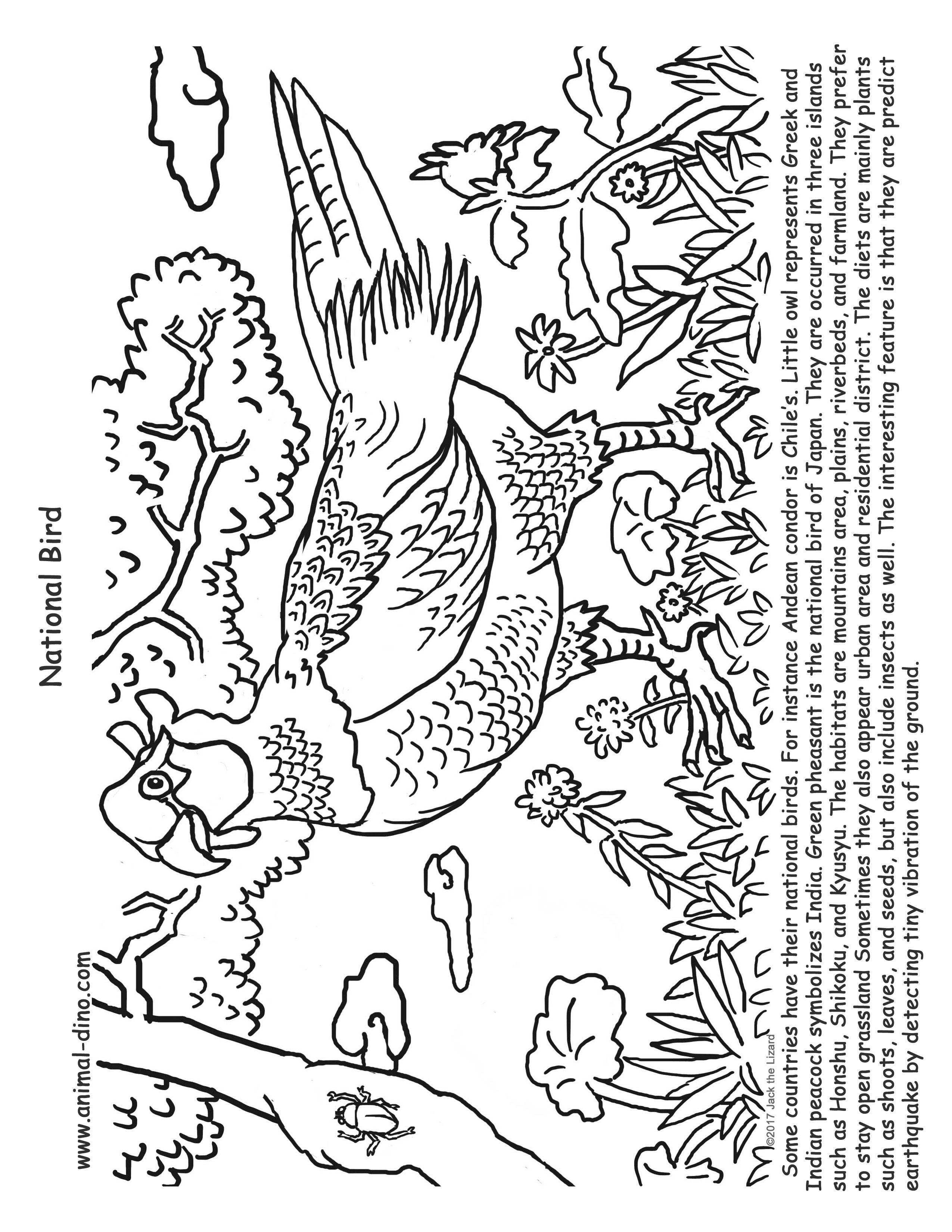 2550x3300 Animal Coloring Page (Green Pheasant) Print Size