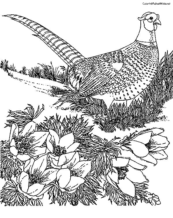 600x756 Contentgallerypheasant Pictures