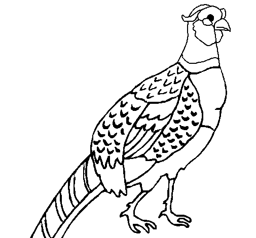 505x470 Colored Page Pheasant Painted By Yuan