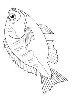 236x314 Coloring Pages Of Fish Fresh Pheasant Coloring Pages