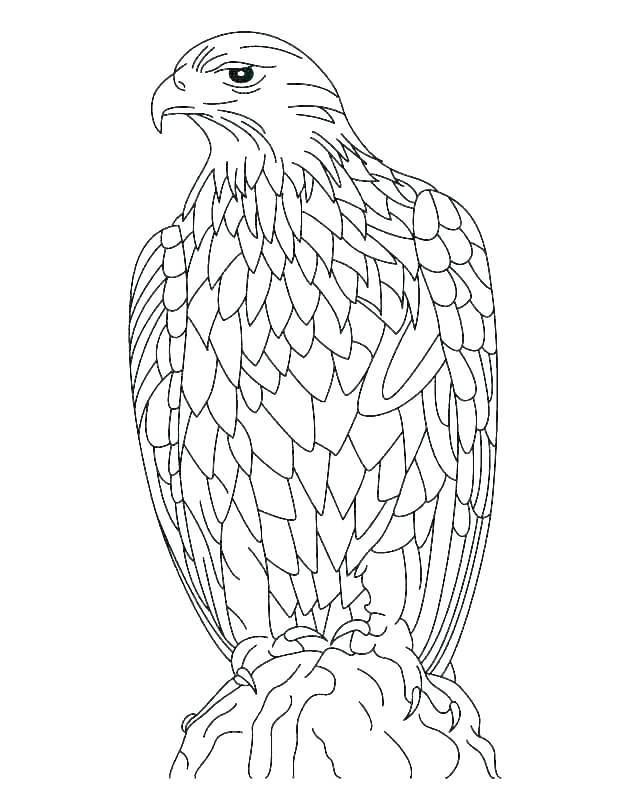 630x810 Coloring Pages Of Eagles Coloring Pages Eagles Eagle Color Page