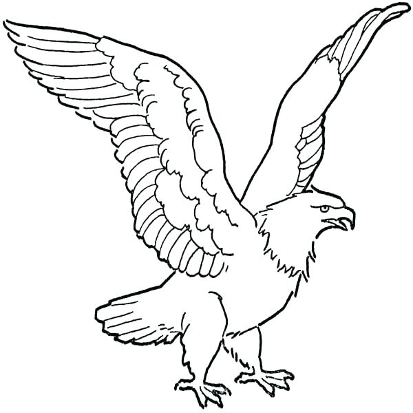 600x600 Coloring Pages Of Eagles Coloring Pages Eagles Printable Bald
