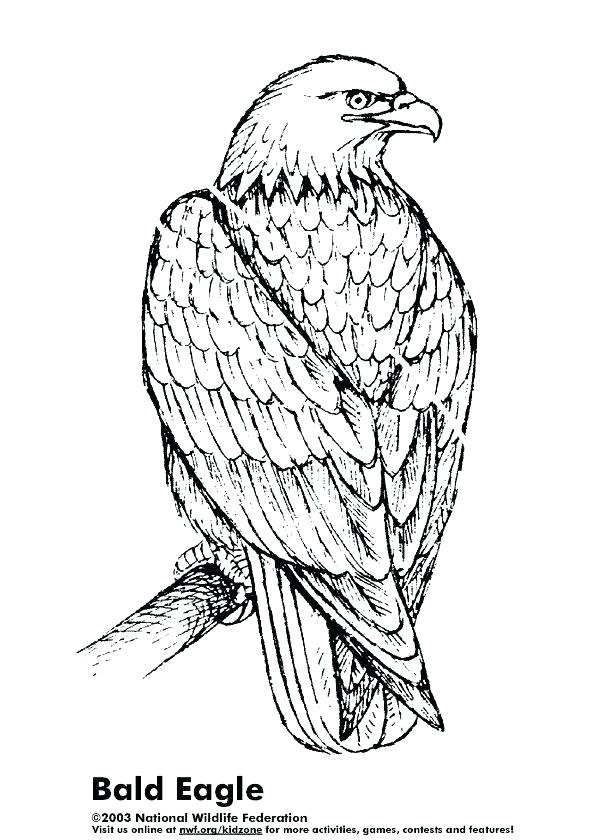 612x840 Eagles Coloring Pages Coloring Pages Eagles Coloring Pages