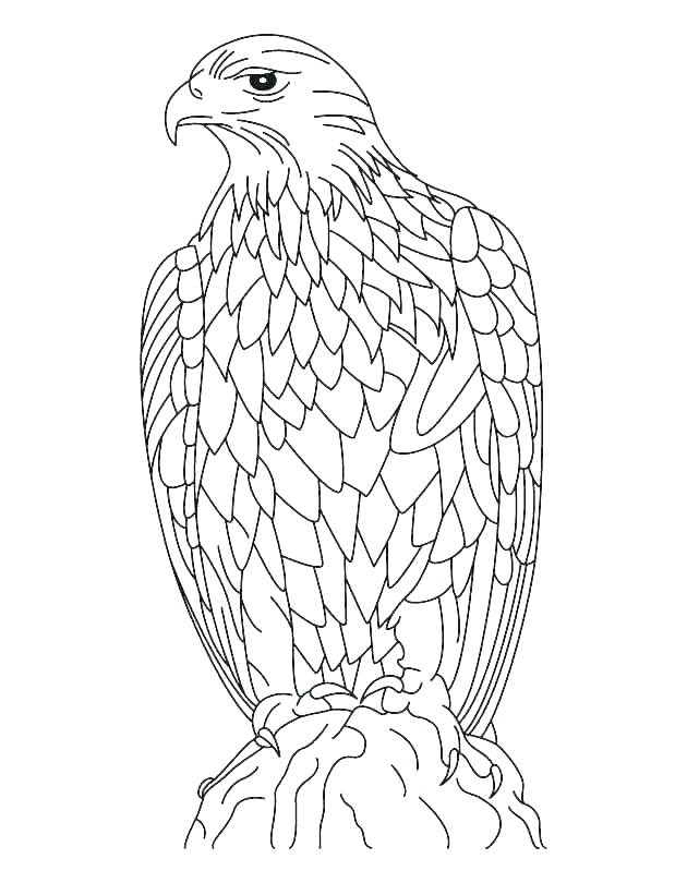 630x810 Coloring Pages Philadelphia Eagles Of Printable Pictures Bald