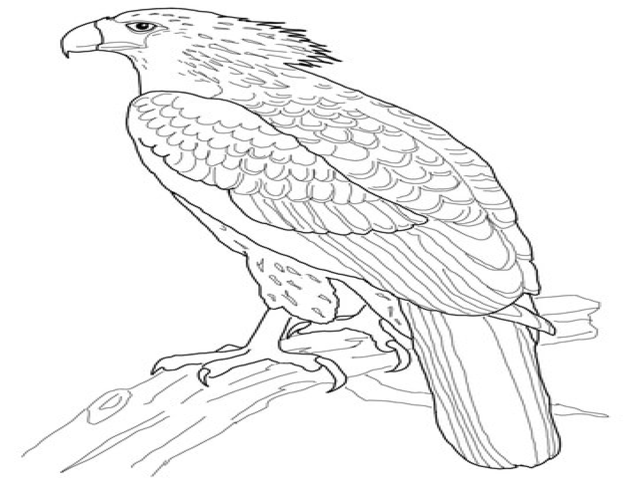 1280x960 Philippines Coloring Page Click To See Version Of Philippine Eagle