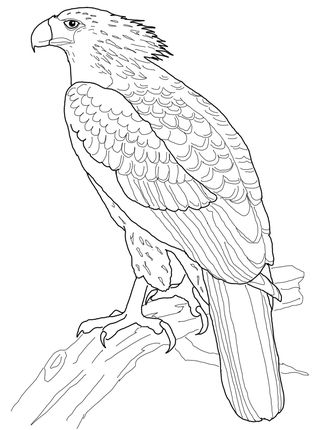 323x430 Philippine Eagle Coloring Page Design Philippine