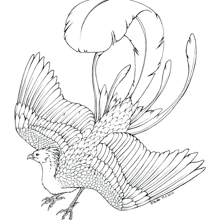 839x864 Coloring Pages Phoenix Bird