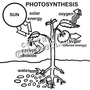 Photosynthesis Coloring Page