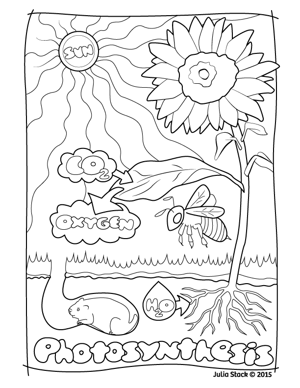 612x792 Julia Stack Drawbones Medical Illustration Photosynthesis