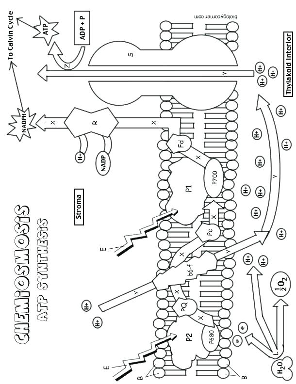 610x792 Photosynthesis Coloring Page Photosynthesis Coloring Activity