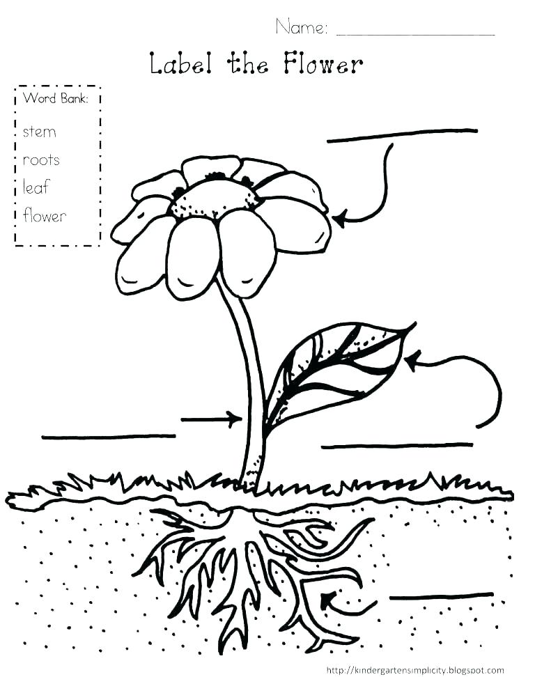 768x972 Photosynthesis Coloring Page Photosynthesis Coloring Page Parts