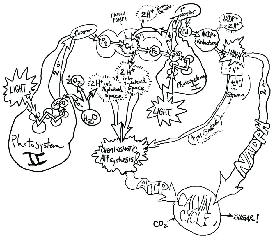 945x810 Photosynthesis Coloring Page Photosynthesis Printable Coloring