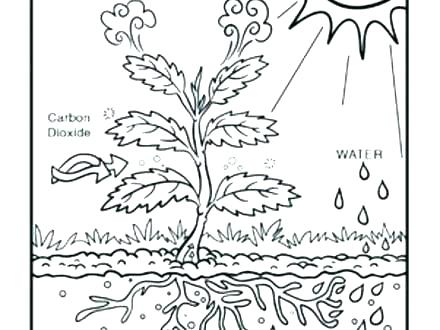 440x330 Photosynthesis Coloring S Photosynthesis Coloring Sheet High