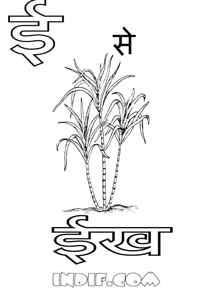 720x960 Photosynthesis Coloring With Photosynthesis Coloring Page
