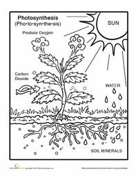 200x258 Pin By Rio Gonzalez On Photosynthesis Photosynthesis