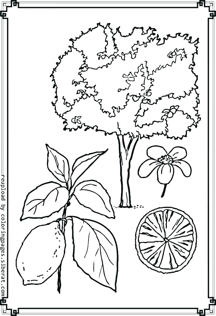 700x1024 Coloring Photosynthesis Coloring Sheet Plant Cell Page Activity