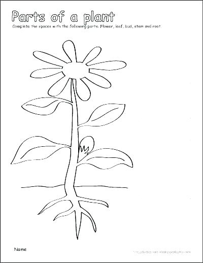 400x518 Cell Structure Coloring Worksheet Plant Cell Coloring Sheet Plant