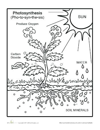 350x452 First Grade Coloring Pages And Photosynthesis Coloring Page First