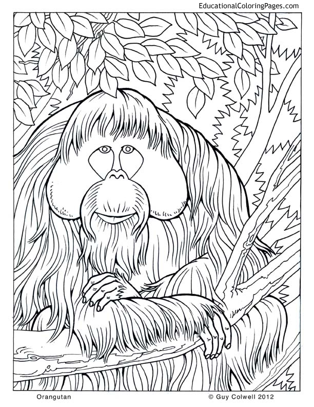 612x792 Orangutan