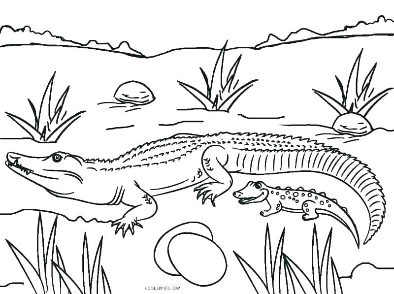 800x597 Picnic Coloring Page Picnic Coloring Page Alligator Coloring Pages