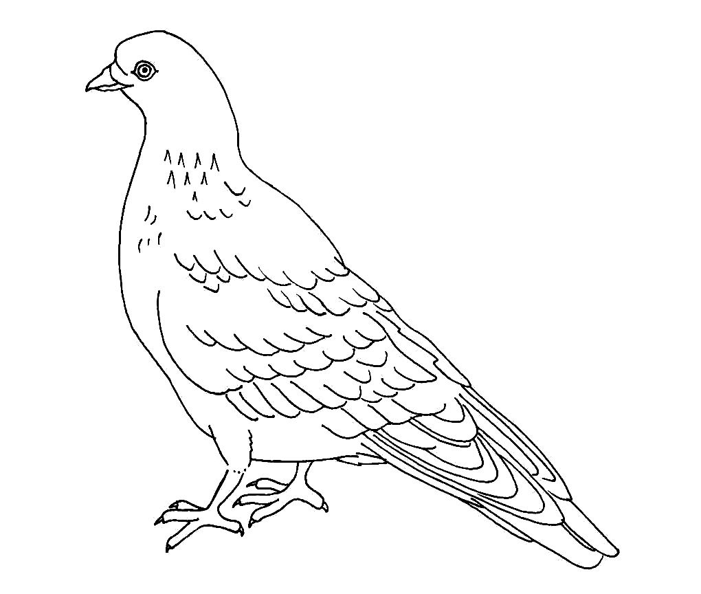 1020x864 Free Printable Pigeon Coloring Pages For Kids Free Printable