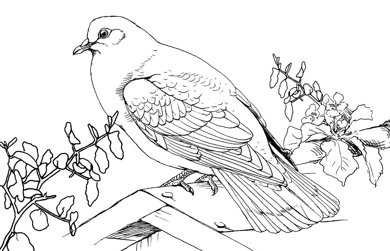 1473x948 Free Printable Pigeon Coloring Pages For Kids Free Printable