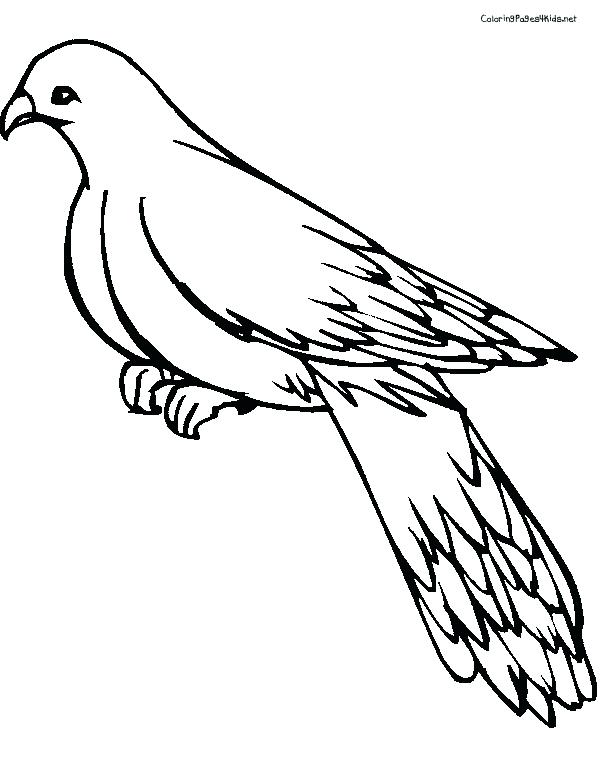 600x763 Pigeon Coloring Pages Pigeon Painting Pigeon Needs A Bath Coloring
