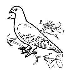 230x230 Tippler Pigeon At Pigeon Coloring Page