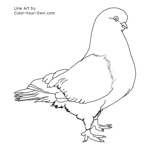 500x500 Pigeon Coloring Page Bird Pigeon Coloring Page