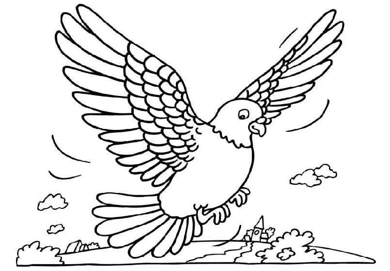 805x559 Coloring Page Pigeon