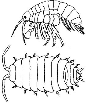 Pill Bug Coloring Page