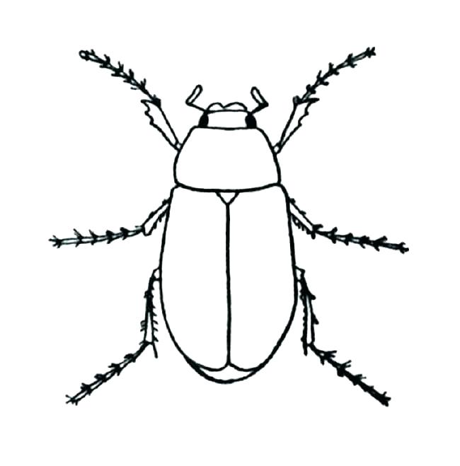 650x659 Bug Coloring Sheet