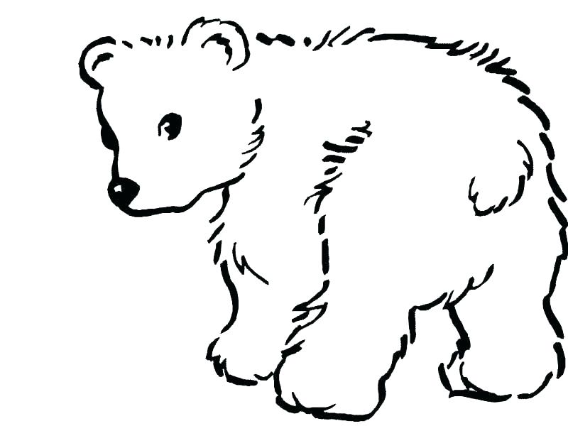 800x600 Teddy Bear Color Page Bear Color Page Pin Drawn Polar Bear Teddy