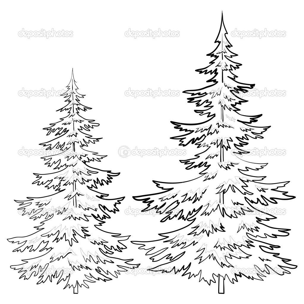 Pine Cone Coloring Page