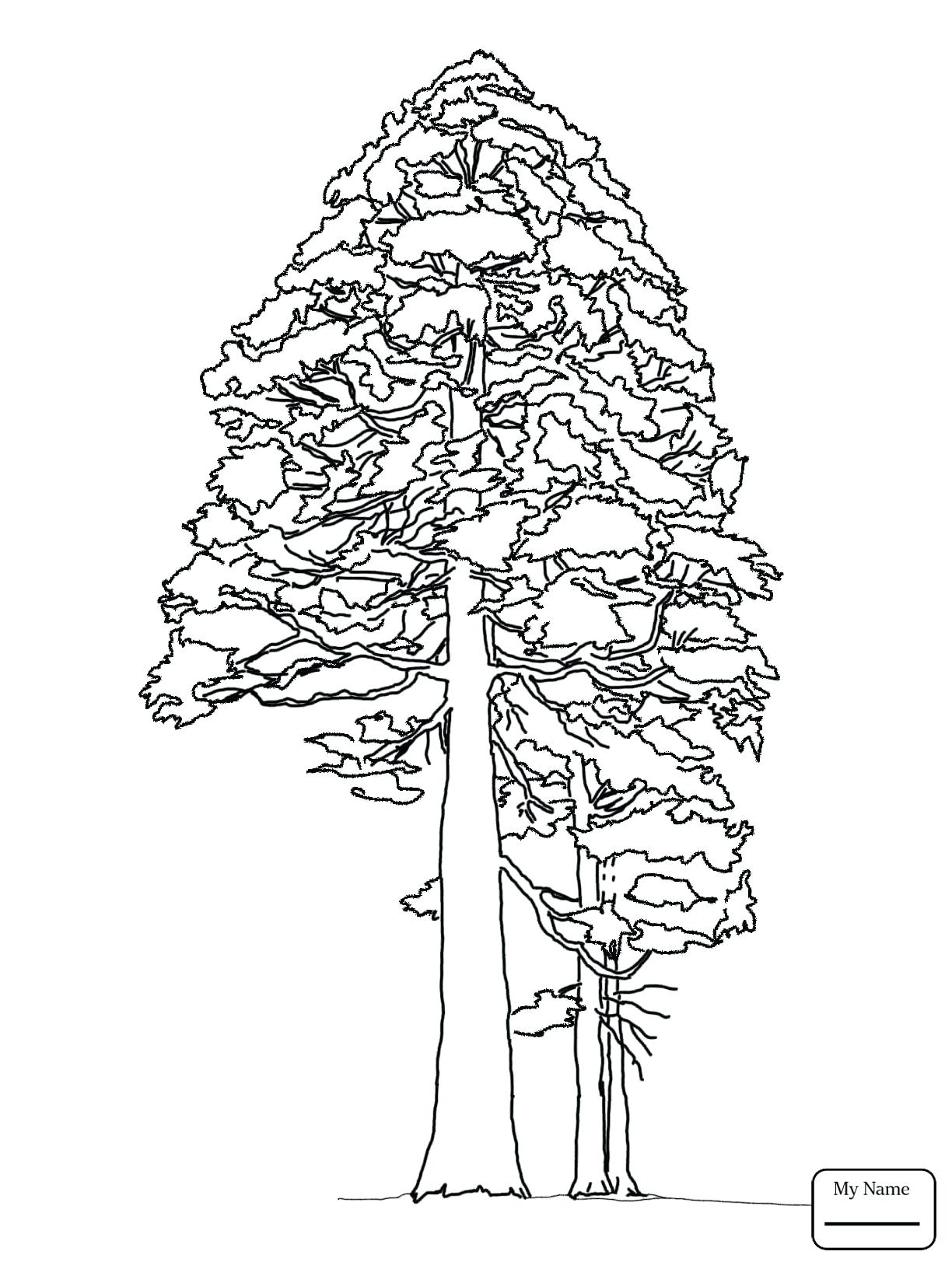 1224x1632 Happy White Pine Tree Coloring Page Drawings Of Trees Pages
