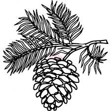 225x225 Image Result For Simple Line Drawing Of A Pine Cone Coloring