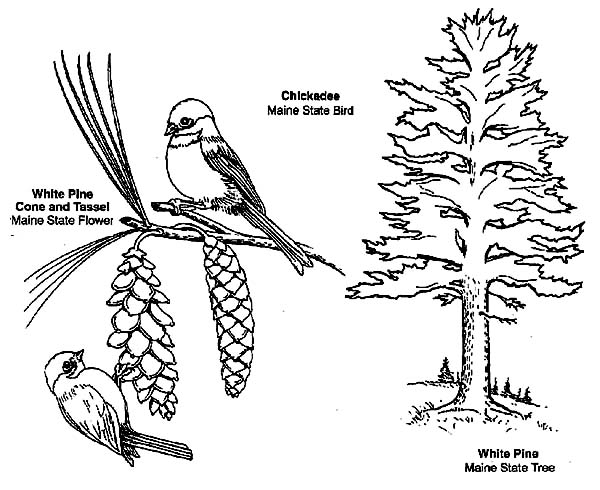 600x490 Learn About Chickadee Coloring Page