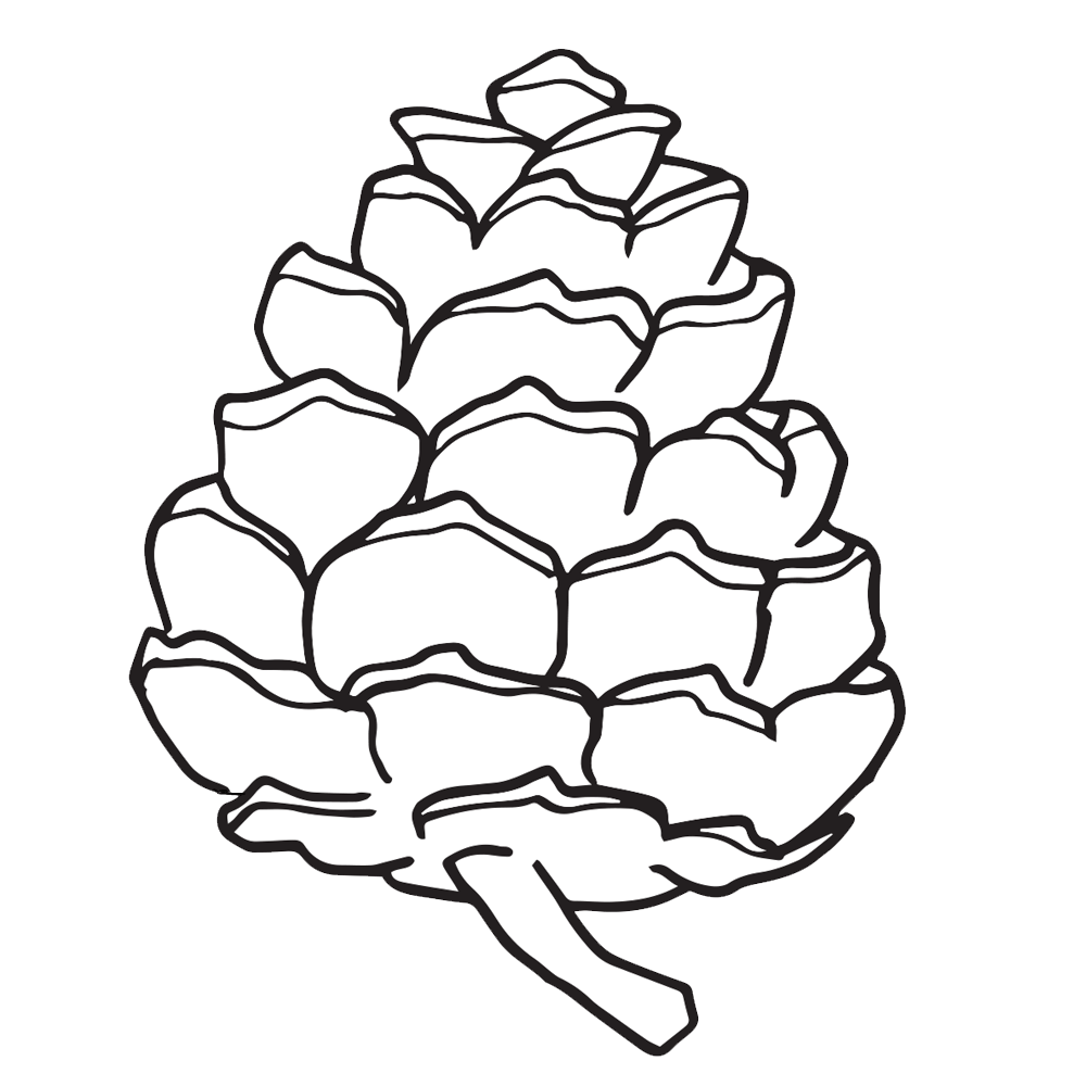 1000x1000 Pine Cone Clipart Amp Worksheets