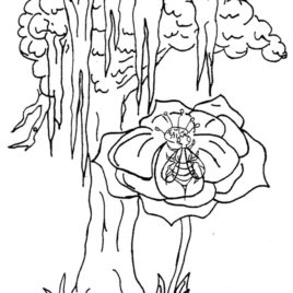 268x268 Pine Cone Of Bald Cypress Clipart Etc Cypress Tree Coloring Page